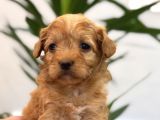 Minik Maltipoo Bebeklerim