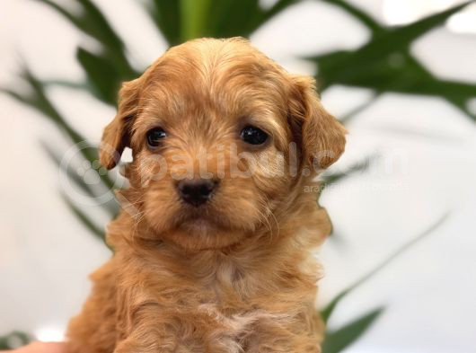 Minik Maltipoo Bebeklerim görsel