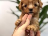 Red Maltipoo Bebeklerim