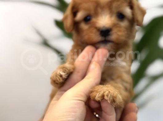 Red Maltipoo Bebeklerim görsel