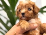 Red maltipoo bebeklerim