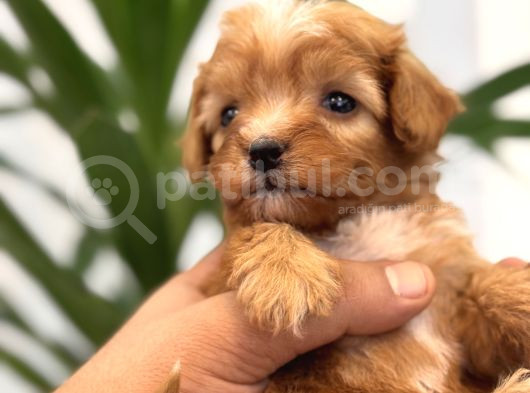 Red Maltipoo Bebeklerim
