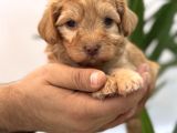 Minik Maltipoo Bebeklerim