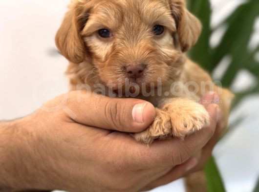 Minik Maltipoo Bebeklerim görsel