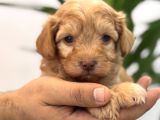 Minik Maltipoo Bebeklerim