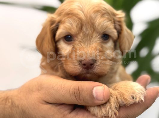Minik Maltipoo Bebeklerim görsel