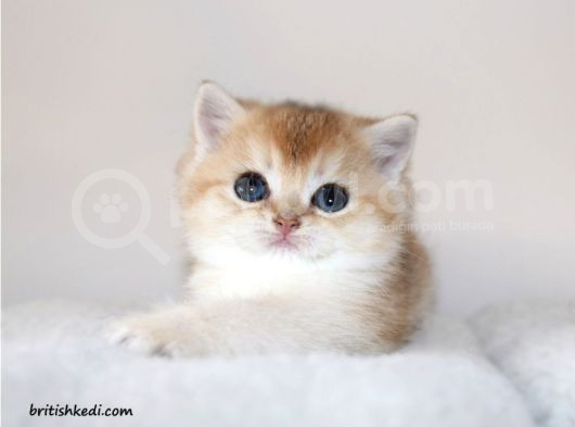 Safkan Ve Şecereli British Shorthair Golden