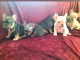 A kalite saf kan egzotik French Bulldog