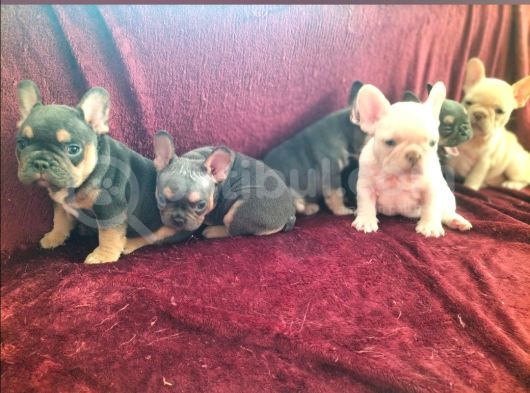 A Kalite Saf Kan Egzotik French Bulldog