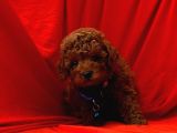Uygun Puanlı Safkan Wc Eğitimli Poodle Bebek