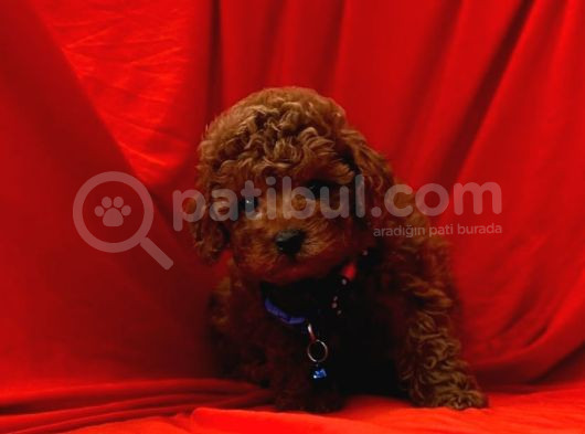Uygun Puanlı Safkan Wc Eğitimli Poodle Bebek görsel