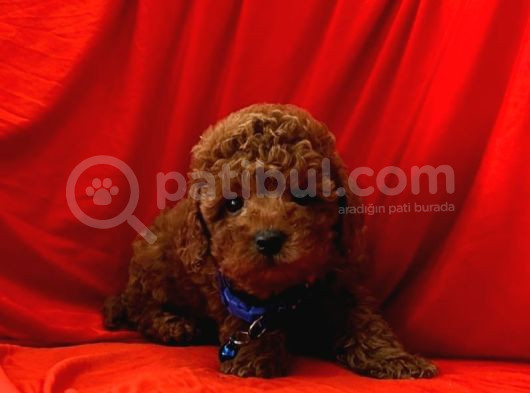 Uygun Puanlı Safkan Wc Eğitimli Poodle Bebek görsel