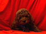 Uygun Puanlı Safkan wc eğitimli poodle bebek