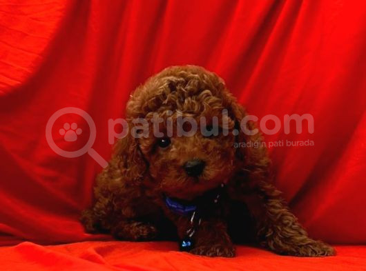 Uygun Puanlı Safkan Wc Eğitimli Poodle Bebek