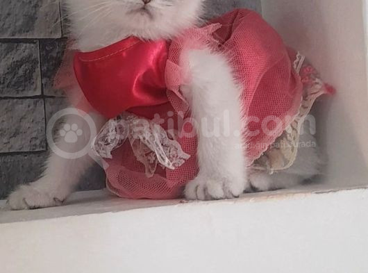 Muhteşem Kali̇te Scotti̇sh Bebekleri̇m görsel