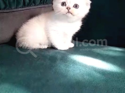 Show Kali̇te Scotti̇sh Fold Di̇şi̇ görsel