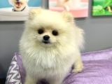Yetişkin Sağlıklı Ayı Surat Pomeranian Boo Yavrumuz