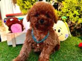 Kore kan poodle yavru