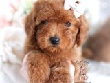 Teacup 2 Kg Garanti̇si̇ Altinda Kirmizi Red Tooy Poodle 