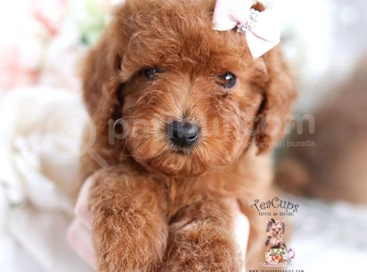 Teacup 2 Kg Garanti̇si̇ Altinda Kirmizi Red Tooy Poodle  görsel