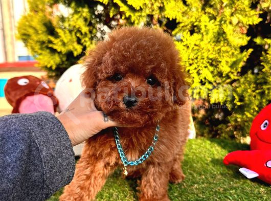 Kore Kan Poodle Yavru görsel