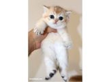 Safkan Ve Şecereli British Shorthair Golden