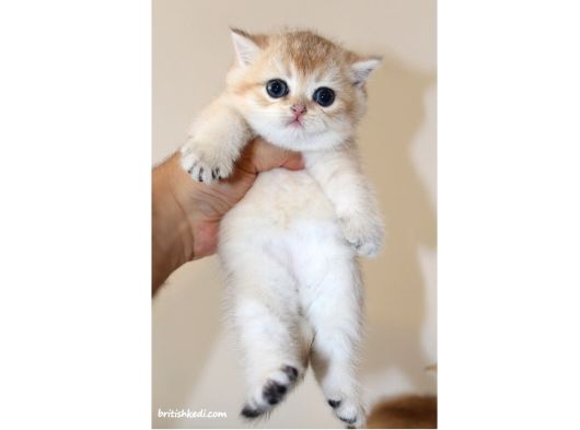 Safkan Ve Şecereli British Shorthair Golden görsel