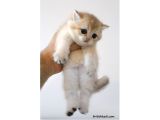 Safkan Ve Şecereli British Shorthair Golden