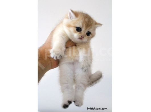 Safkan Ve Şecereli British Shorthair Golden görsel