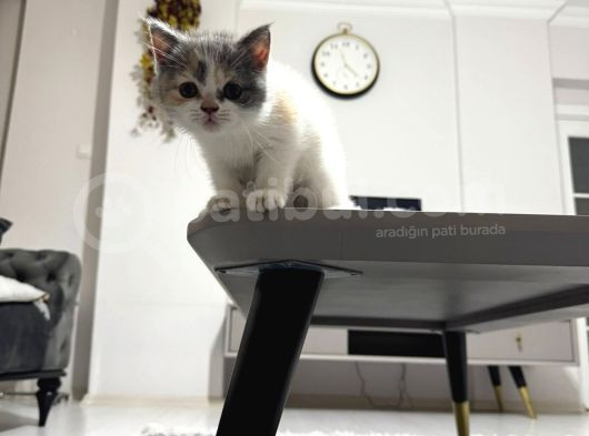 3 Aylık Dişi Tuvalet Eğitimi Var görsel