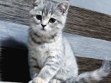 80 Günlük Silver tabby British Disi yavru