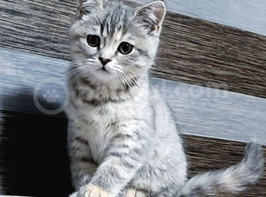 80 Günlük Silver Tabby British Disi Yavru
