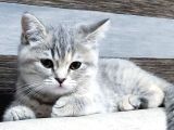 80 Günlük Silver Tabby British Disi Yavru