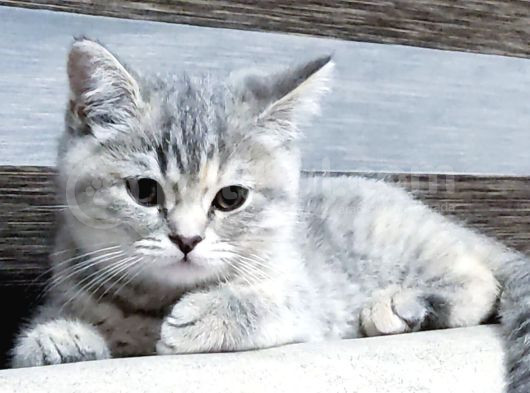 80 Günlük Silver Tabby British Disi Yavru görsel