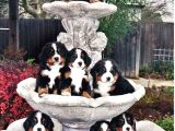 Bernese Mountai̇n Dog