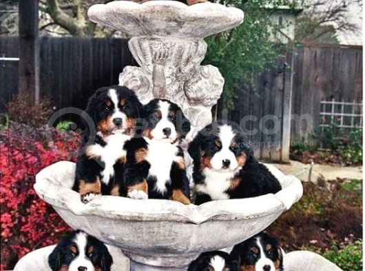 Bernese Mountai̇n Dog görsel