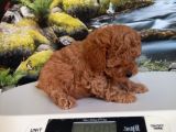 Çok Tatlı Dişi Teacup Poodle