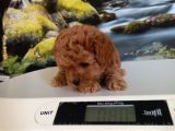 Çok Tatlı Dişi Teacup Poodle