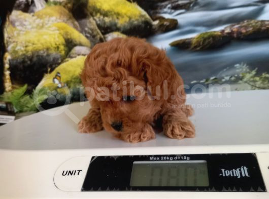 Çok Tatlı Dişi Teacup Poodle görsel