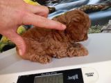Çok Tatlı Dişi Teacup Poodle