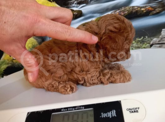 Çok Tatlı Dişi Teacup Poodle görsel