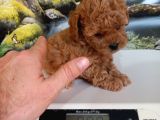 Çok tatlı dişi teacup poodle