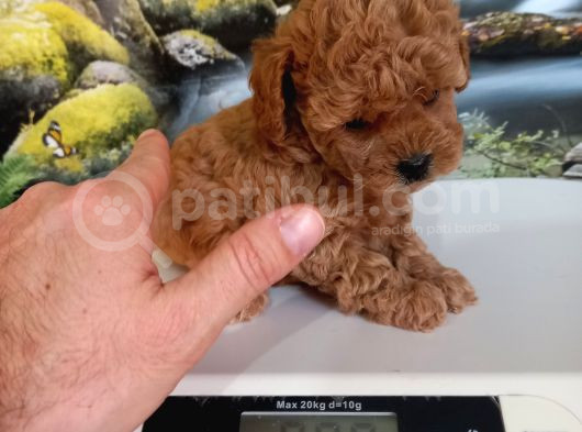 Çok Tatlı Dişi Teacup Poodle