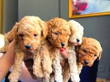 Ev Doğumlu Toy Poodle Yavrularım