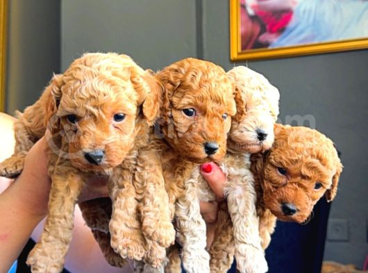 Ev Doğumlu Toy Poodle Yavrularım görsel