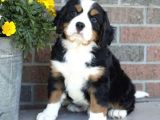 Bernese Mountai̇n Dog