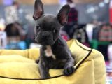 Blue Tan Fransiz Bulldog Ori̇ji̇nal Garanti̇li̇