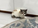 3 Aylık Dişi Tuvalet Eğitimi Var