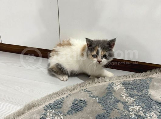 3 Aylık Dişi Tuvalet Eğitimi Var görsel