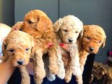 Ev Doğumlu Toy Poodle Yavrularım